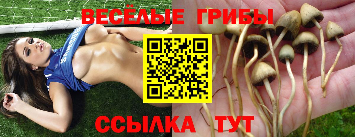 Псилоцибиновые грибы мицелий Краснодар